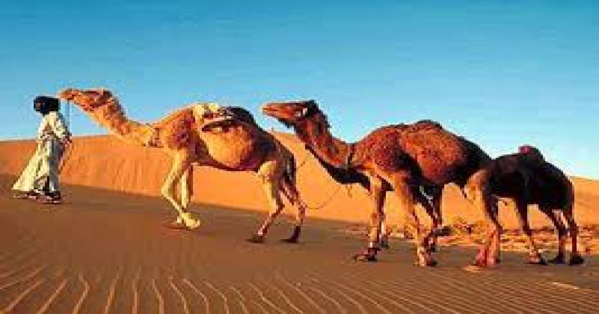 نفوق إبل بصحراء دوز: دائرة الإنتاج الحيواني توضّح