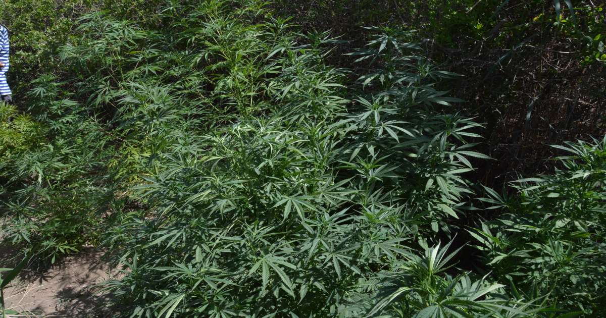 الكاف: القبض على شخصين بتهمة زراعة مواد مخدرة